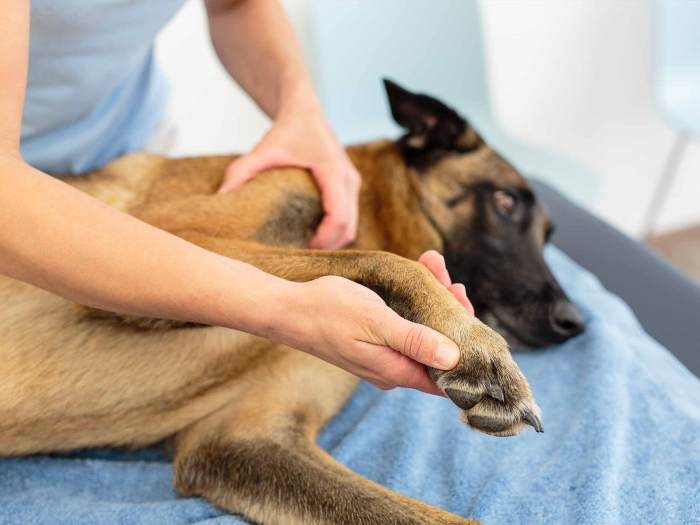 Tierphysiotherapie für Hunde