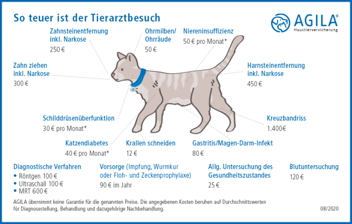 Kostet viel katze ratgeber fensterkatzen titelbild auswählen pinnwand