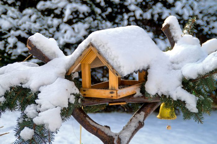 Vogelhaltung im Winter