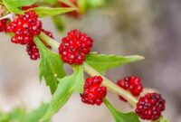 Pflanzen, die essbare Früchte tragen: Ein Leitfaden für den Anbau und Genuss