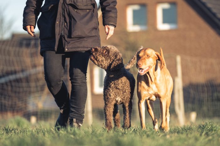 Hundetraining ohne Leine