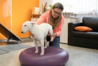 Tierphysiotherapie für Hunde: Der Weg zu mehr Mobilität und Lebensqualität