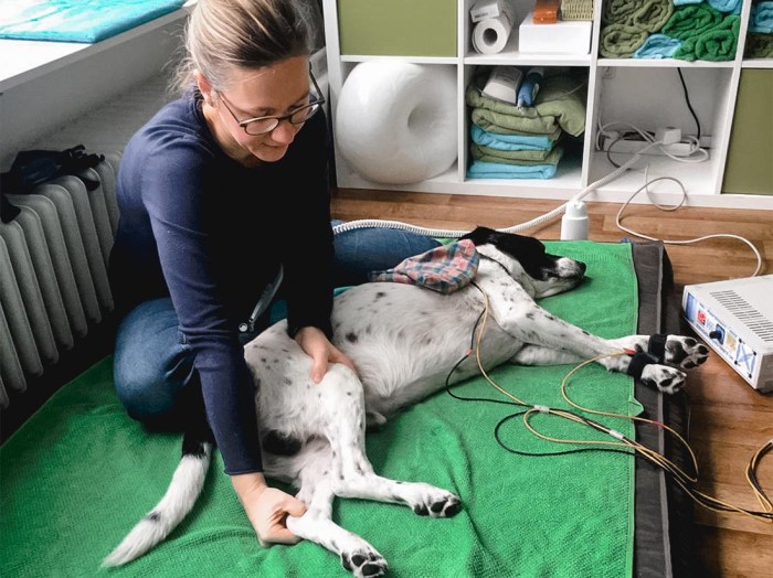 Tierphysiotherapie für Hunde