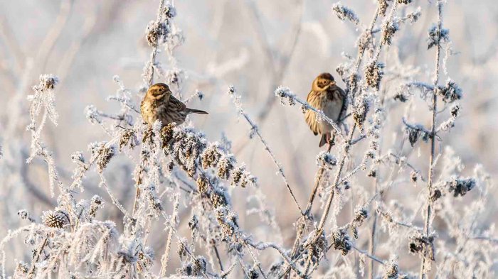 Vogelhaltung im Winter