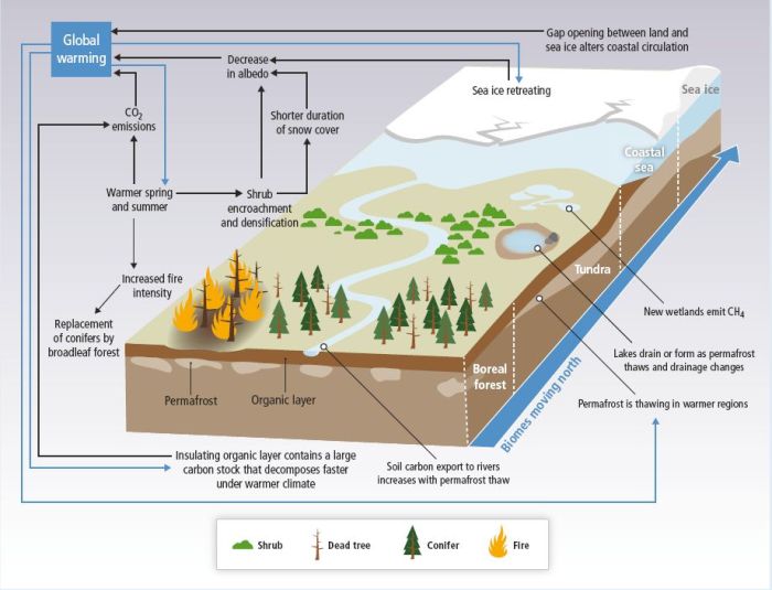 Ökosystem und Klimawandel