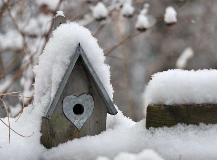 Vogelhaltung im Winter