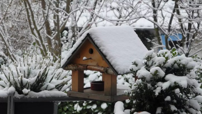 Vogelhaltung im Winter