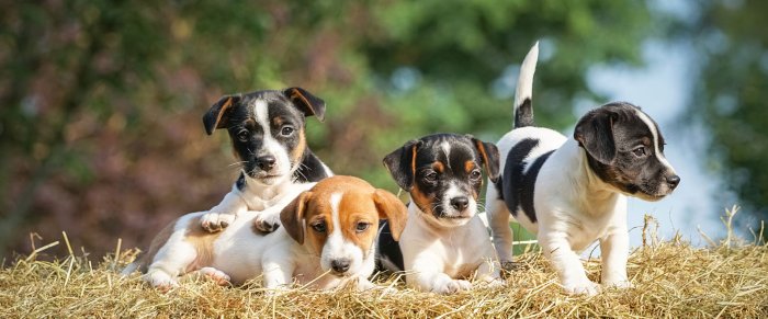 Tierschutz für Haustiere