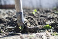 Pflanzen, die den Boden verbessern: Natürliche Helfer für einen gesunden Garten