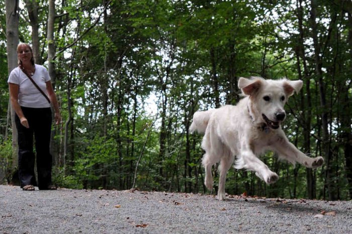 Hundetraining ohne Leine