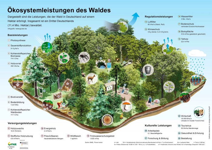 Ökosystem und Energieversorgung