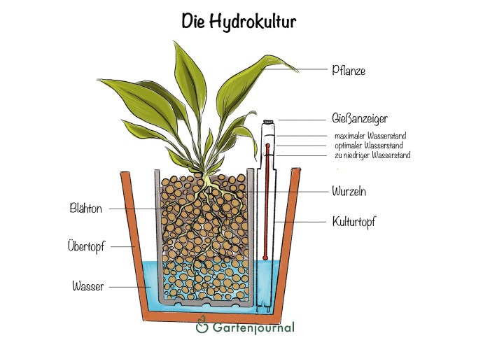 Hydrokultur pflanzenpflege leicht pflanzen gemacht aentschiesblog auswählen pinnwand