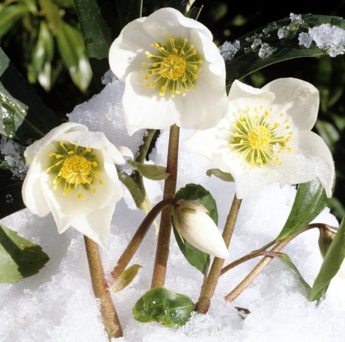 Pflanzen, die im Winter blühen