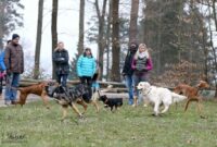 Hundetraining ohne Leine: Freiheit und Vertrauen für deinen Hund