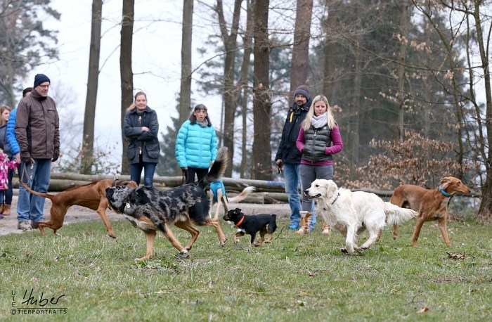 Hundetraining ohne Leine