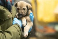 Tierschutz für Haustiere: Verantwortung und Wohlbefinden