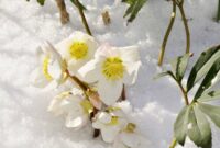 Pflanzen, die im Winter blühen: Winterliche Blütenpracht für deinen Garten