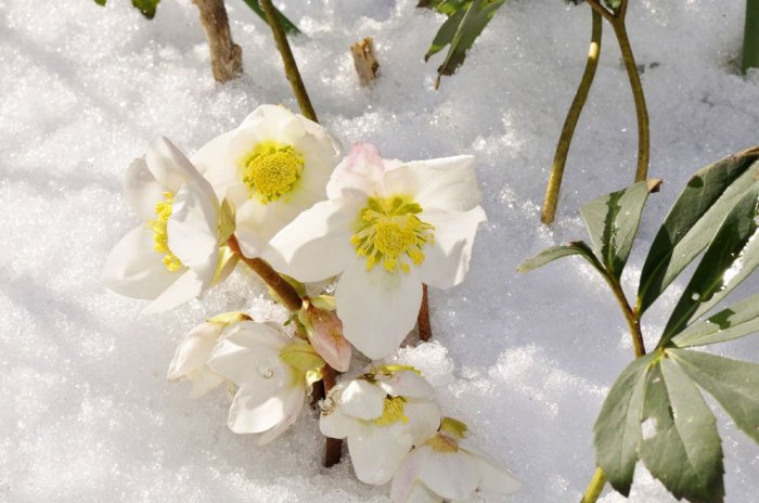 Pflanzen, die im Winter blühen