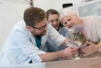 Tierarztkosten für Katzen: Ein Leitfaden für verantwortungsbewusste Besitzer