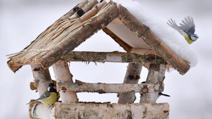 Vogelhaltung im Winter