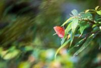 Pflanzen, die Insekten anziehen: Ein Leitfaden für naturnahe Gärten