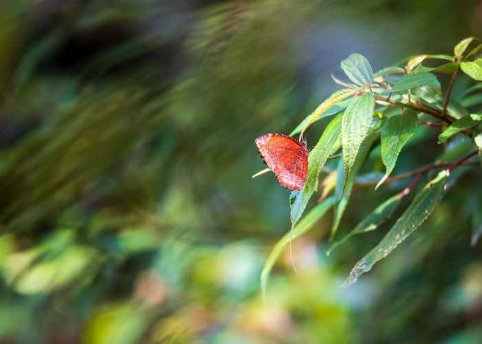 Pflanzen, die Insekten anziehen