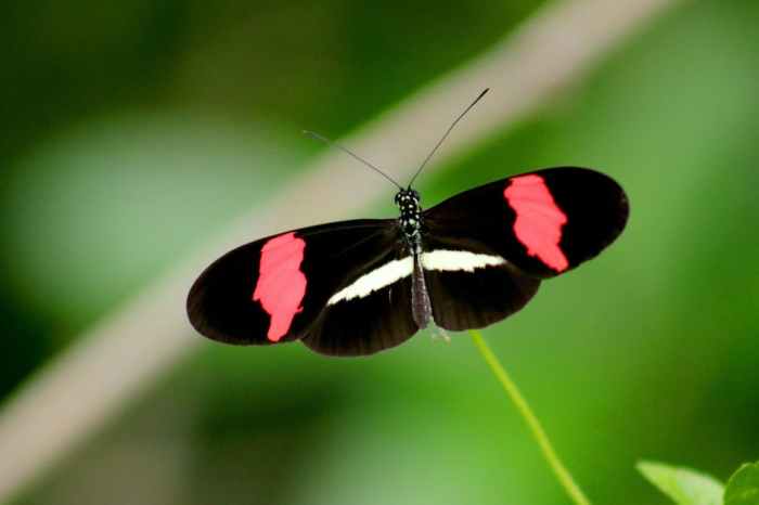 Pflanzen, die Insekten anziehen