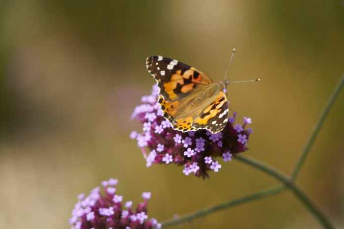 Pflanzen, die Insekten anziehen